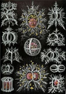 Earnst Haeckel